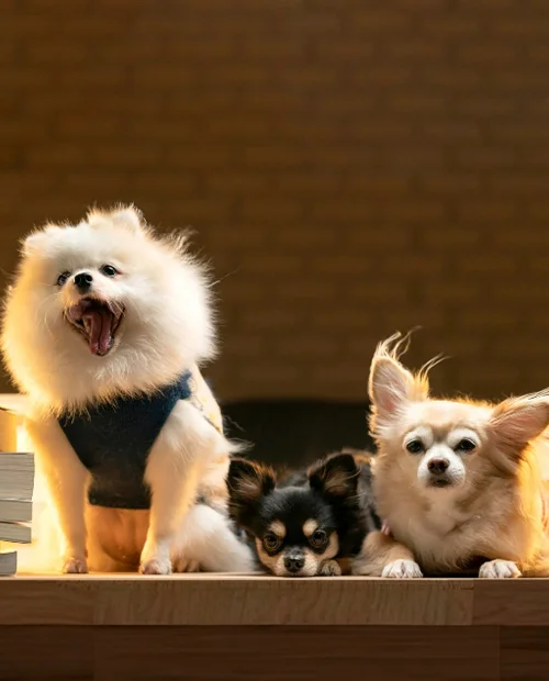 Tiger Analytics Builds Strategic Data Lake for US based PetCare Company with AWS Native Services